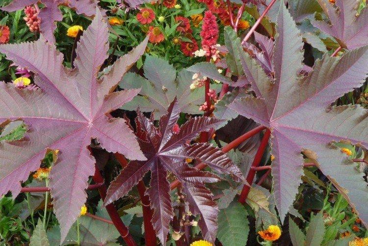 Клещевина Импала