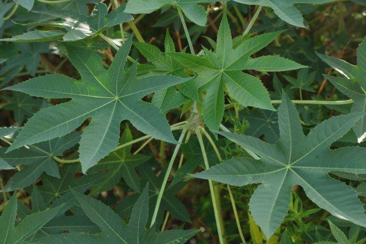 Клещевина – фото