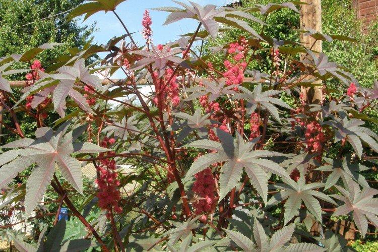 Клещевина – фото