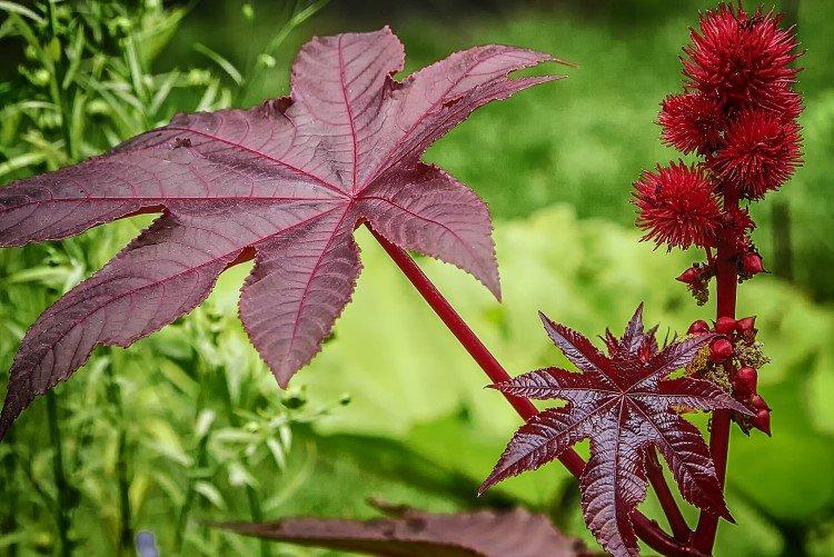 Красная клещевина