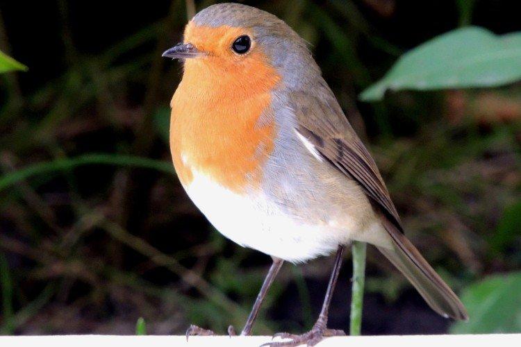 Внешний вид