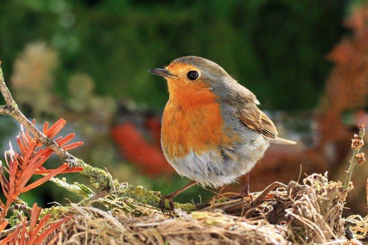 Содержание в неволе