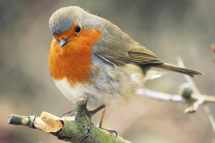 Размножение малиновки