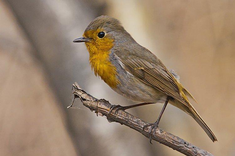 Самец и самка малиновки: отличия