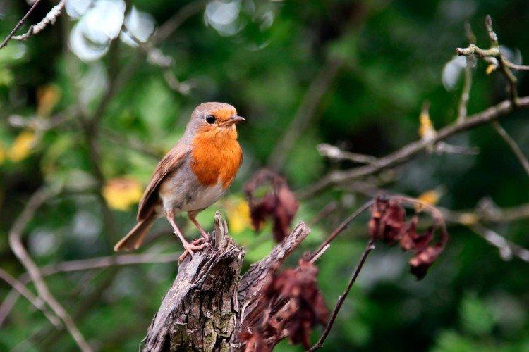 Сколько живут малиновки
