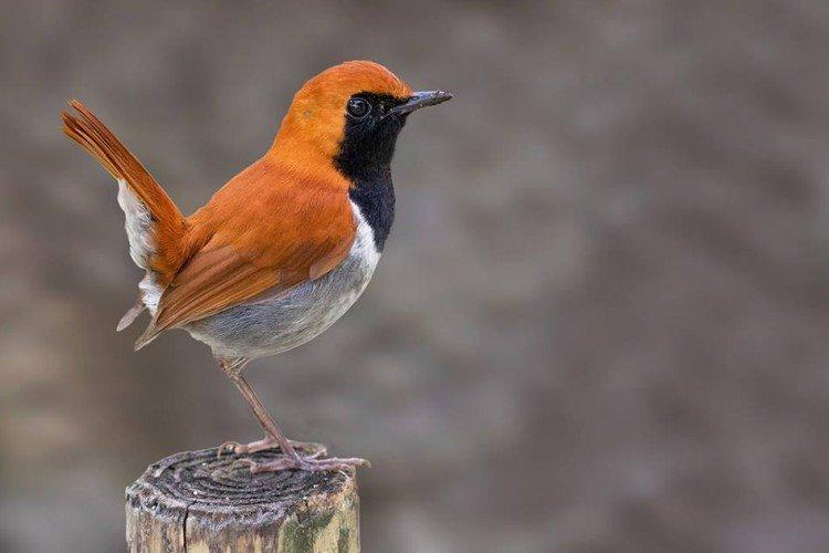 Черногорлая малиновка