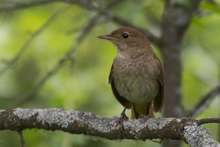 Естественные враги