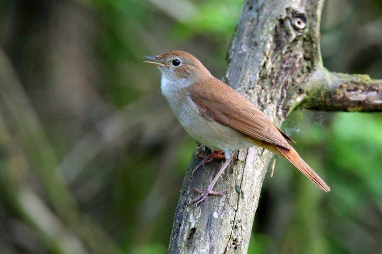 Соловей – фото