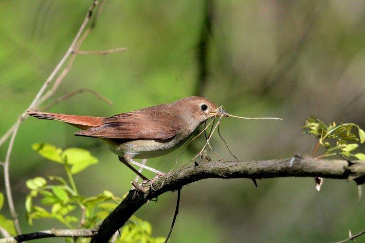 Соловей – фото
