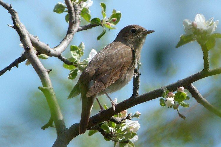 Соловей – фото