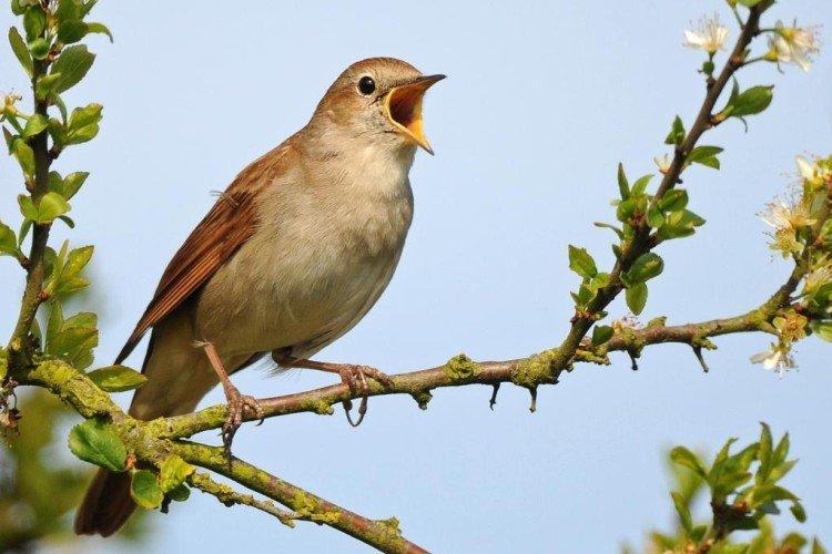 Соловей – фото