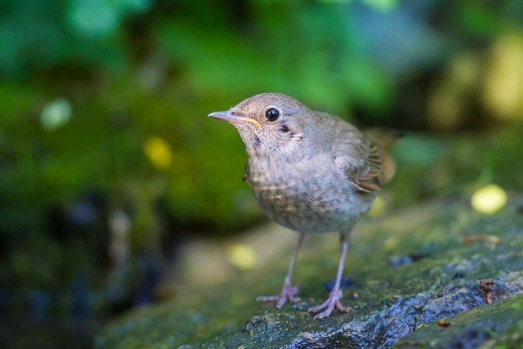 Соловей – фото