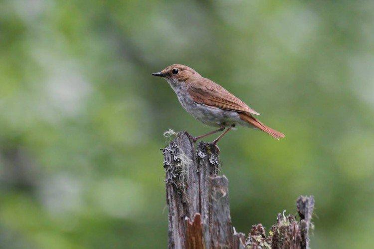 Соловей – фото