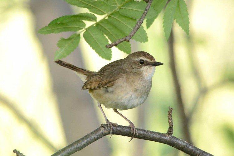 Соловей – фото