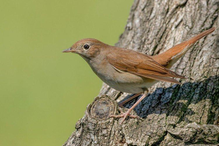 Соловей – фото