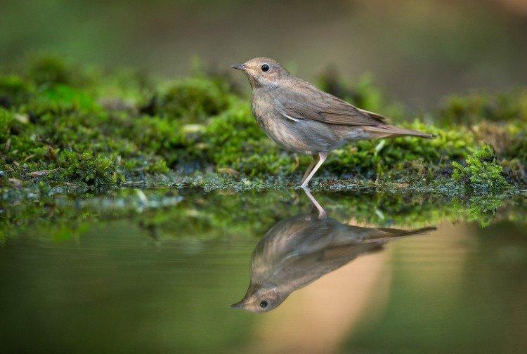 Соловей – фото