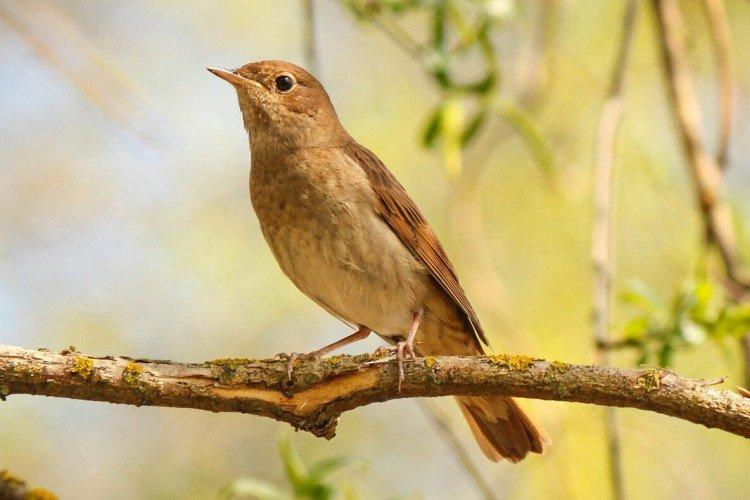 Соловей – фото