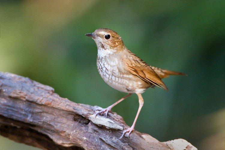 Соловей – фото