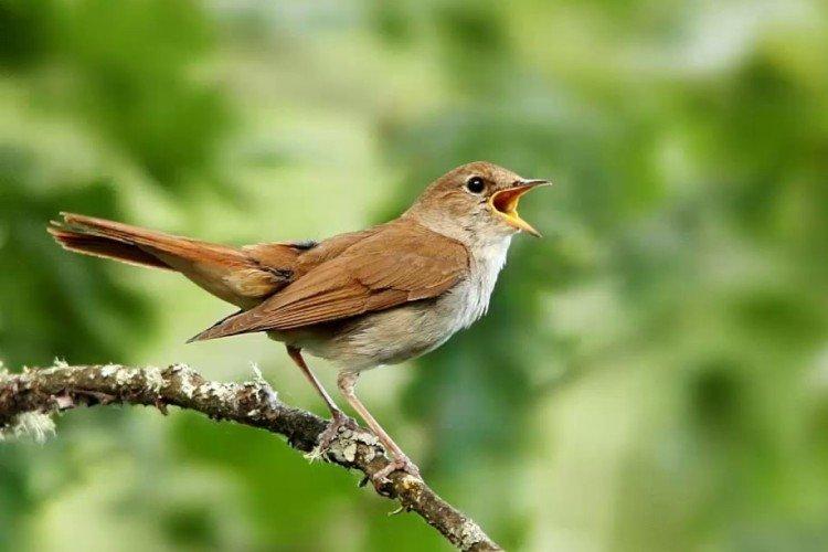 Соловей – фото