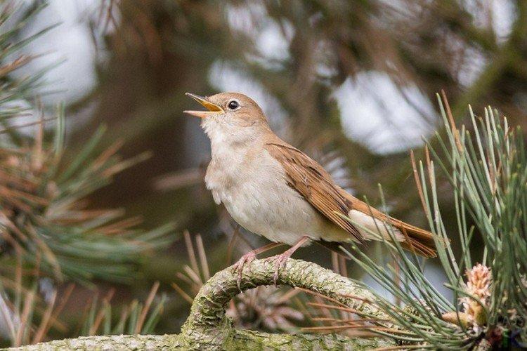 Сколько живут соловьи