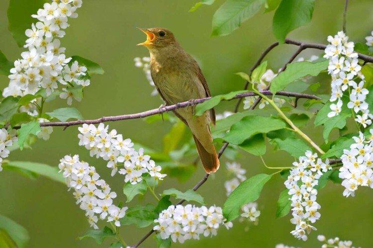 Соловей – фото