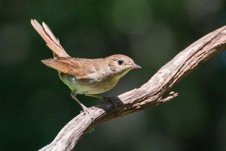 Места обитания