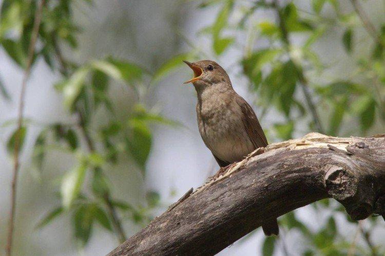 Размножение соловьев