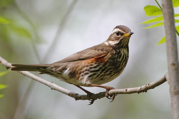 Внешний вид