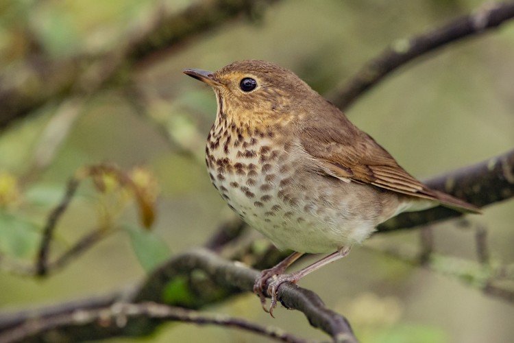 Содержание в неволе