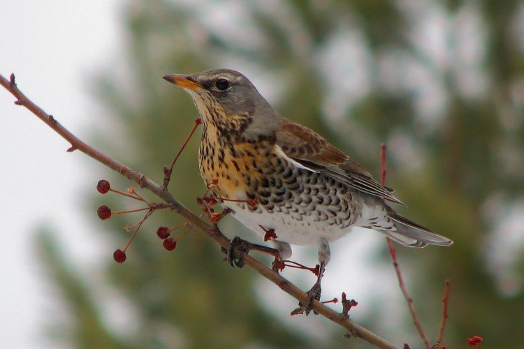 Размножение дроздов