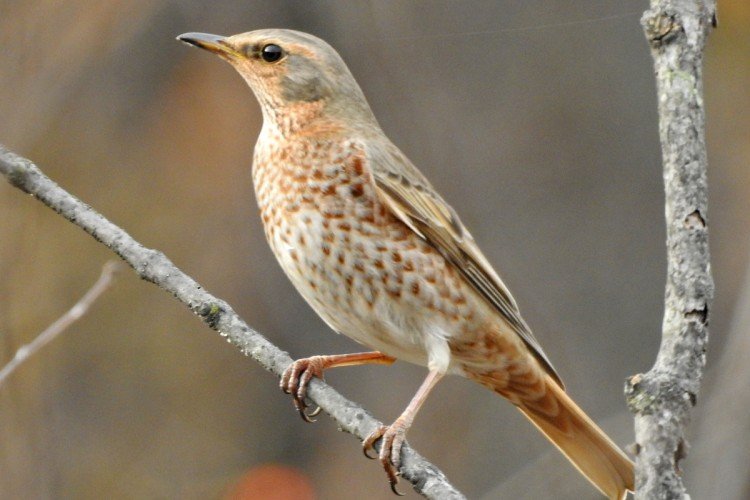 Естественные враги