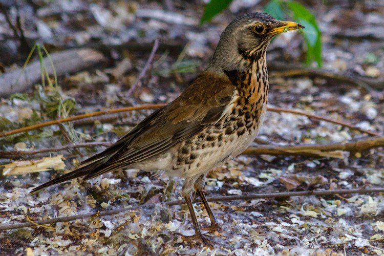 Дрозды – фото птицы