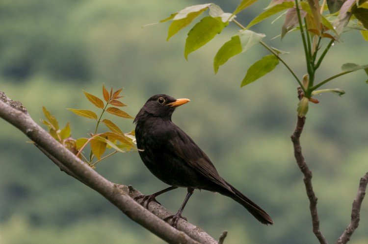 Дрозды – фото птицы