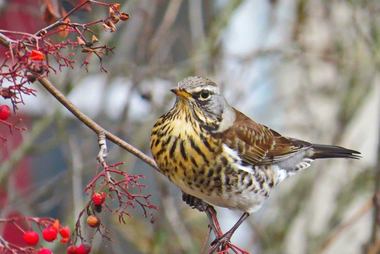 Дрозды – фото птицы