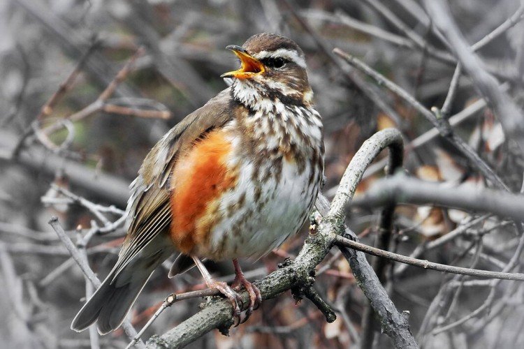 Дрозды – фото птицы