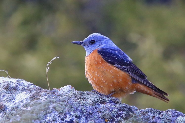 Дрозды – фото птицы