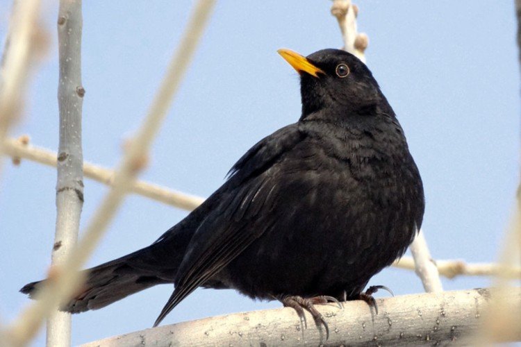 Дрозды – фото птицы