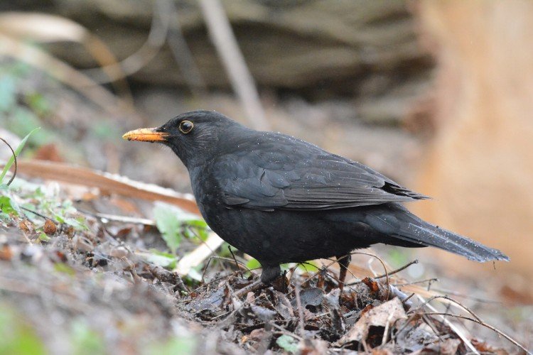 Дрозды – фото птицы