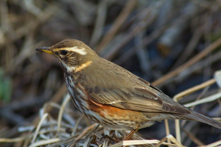 Дрозды – фото птицы