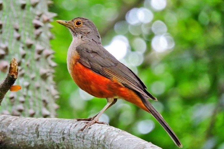 Дрозды – фото птицы