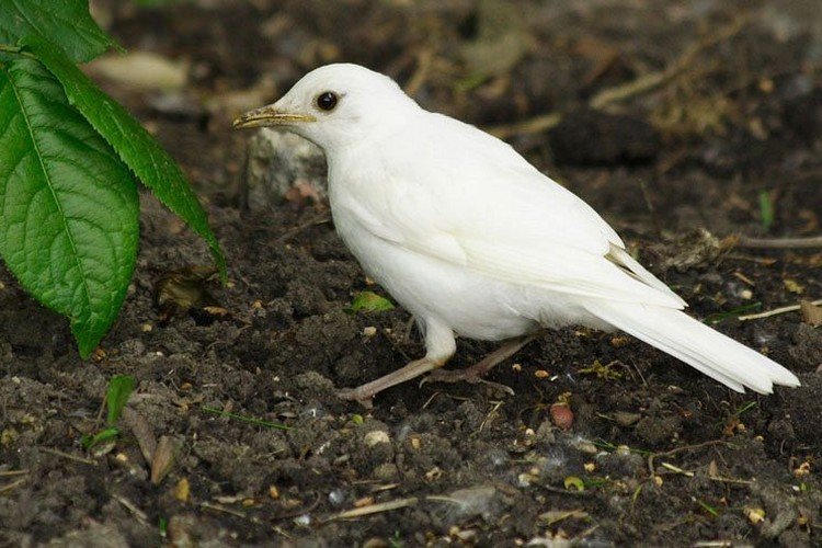 Дрозды-альбиносы