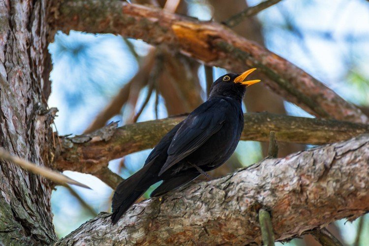 Дрозды – фото птицы