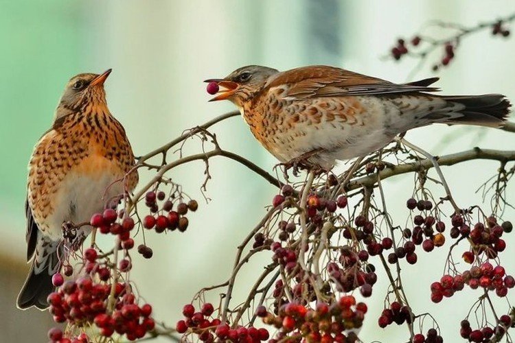 Дрозды – фото птицы