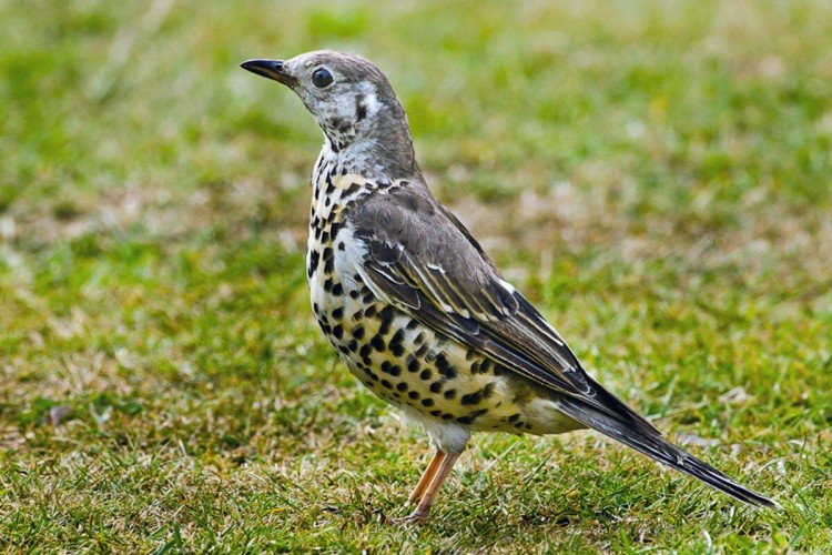 Дрозды – фото птицы