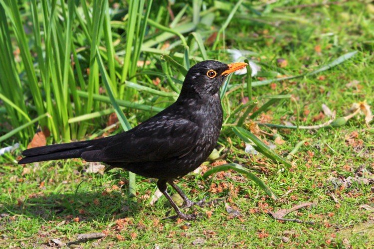 Сколько живут дрозды