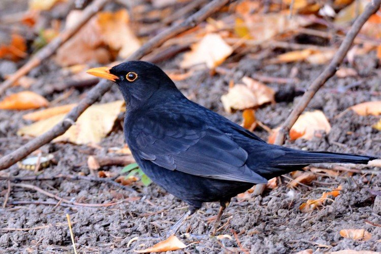Черный дрозд