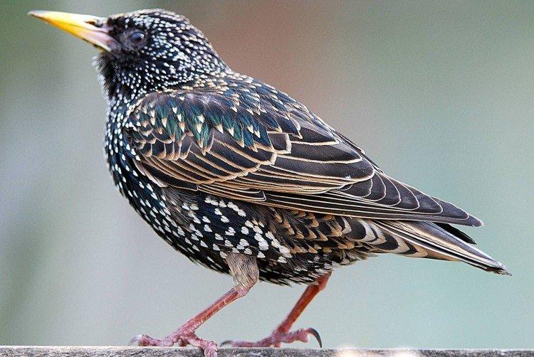 Внешний вид