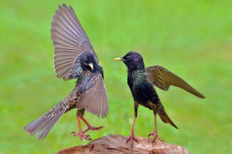 Скворцы – фото