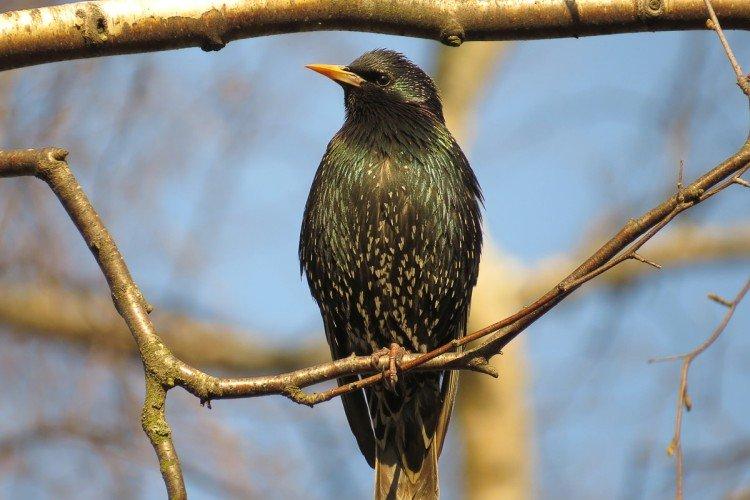 Скворцы – фото