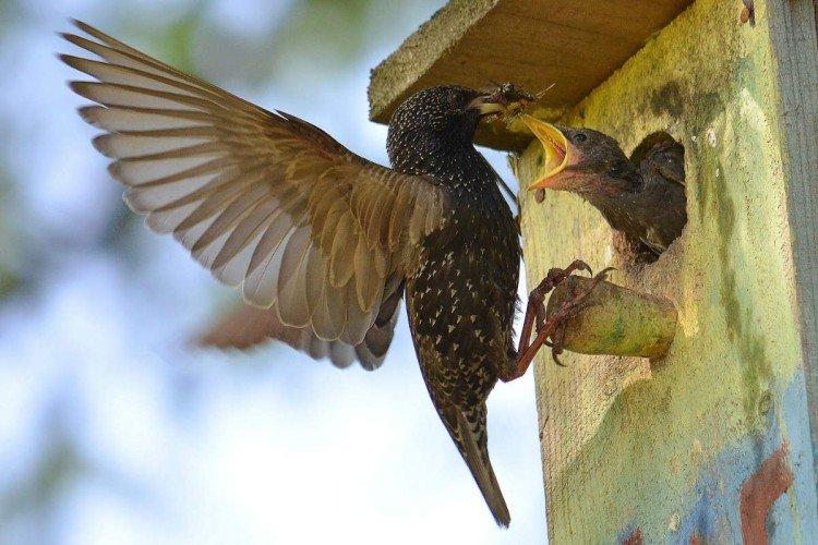 Скворцы – фото